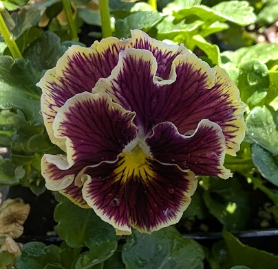 Viola x wittrockiana 'Ruffles Dark Heart'