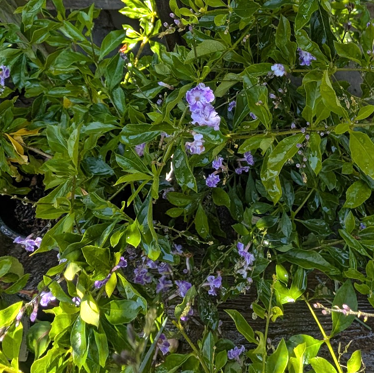 Duranta erecta ‘Geisha Girl’