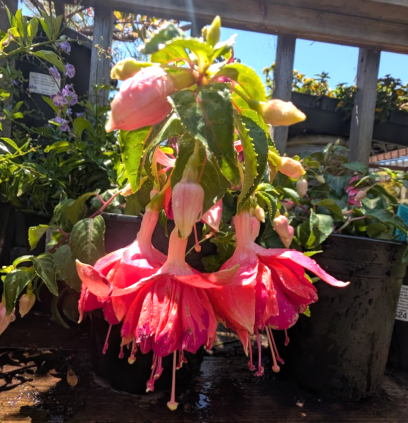 Fuchsia Marbeller™ 'Orange King'