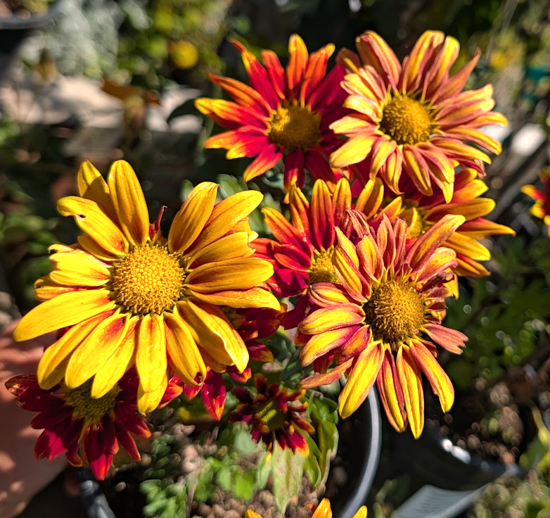 Chrysanthemum Pot 'Rainbow Circus'