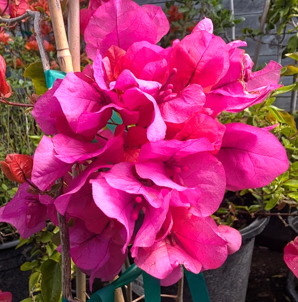 Bougainvillea 'James Walker'
