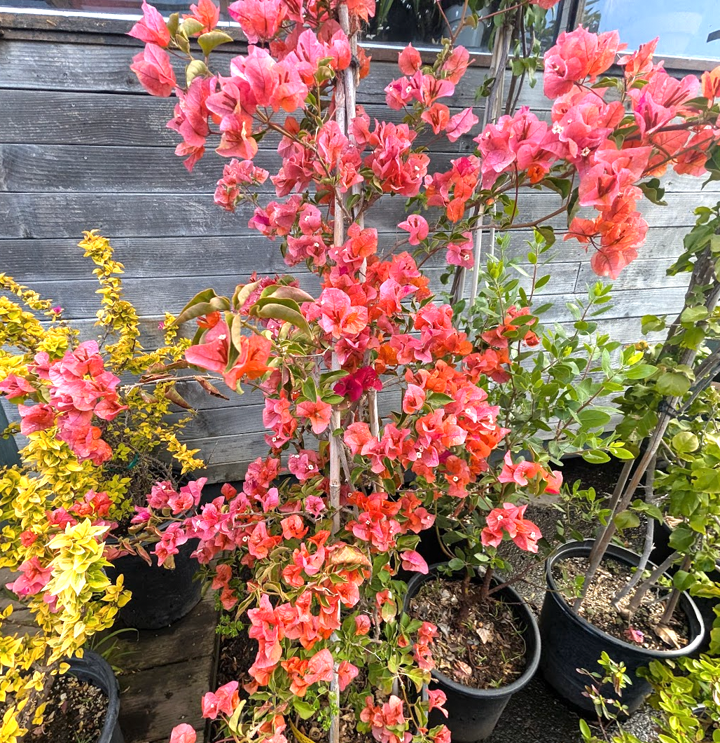 Bougainvillea 'California Gold'