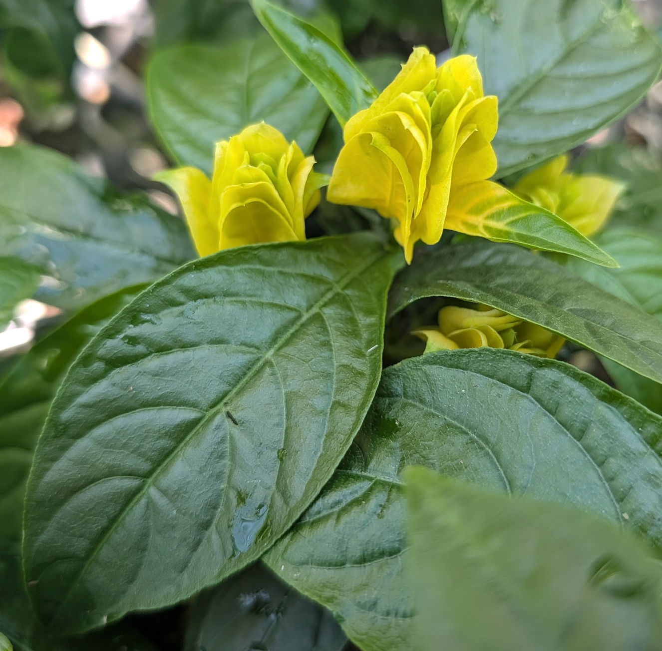 Pachystachys (Justicia) lutea