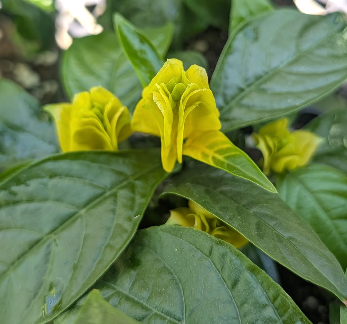 Pachystachys (Justicia) lutea