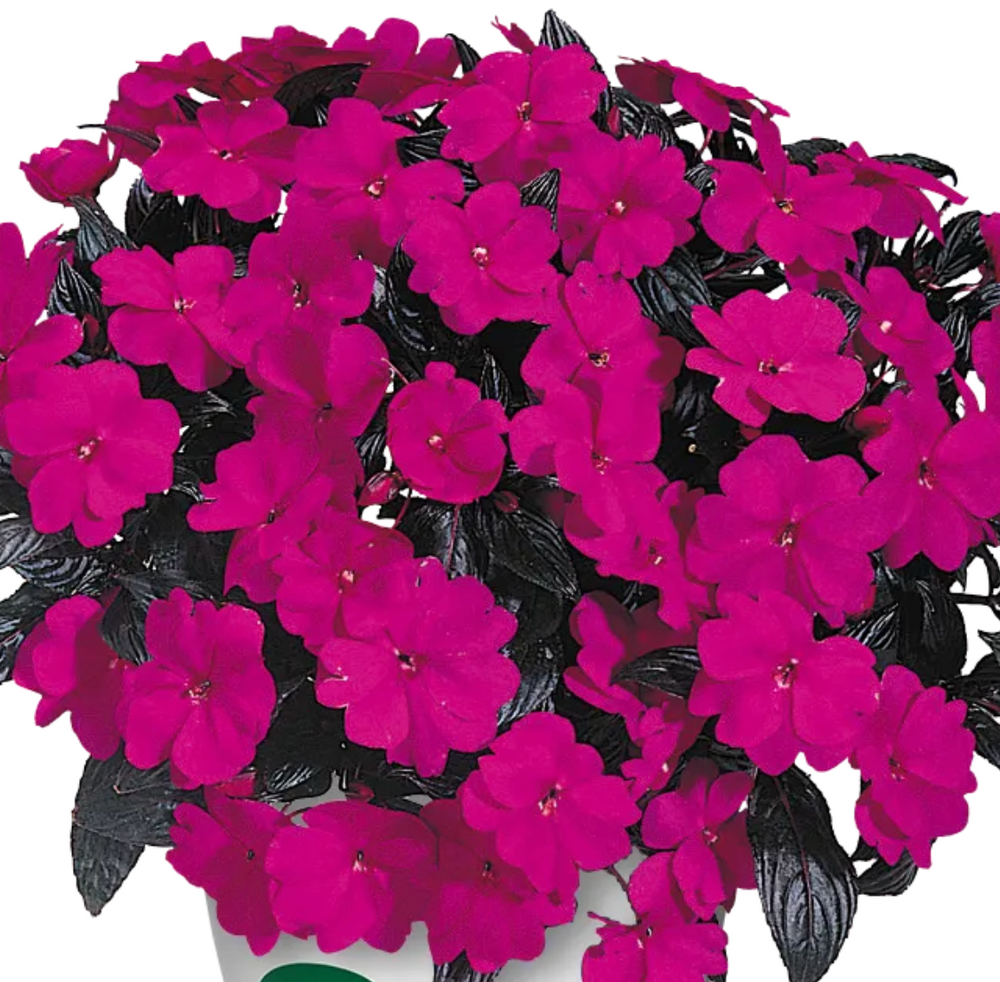 Impatiens hawkeri 'Harmony® Violet'