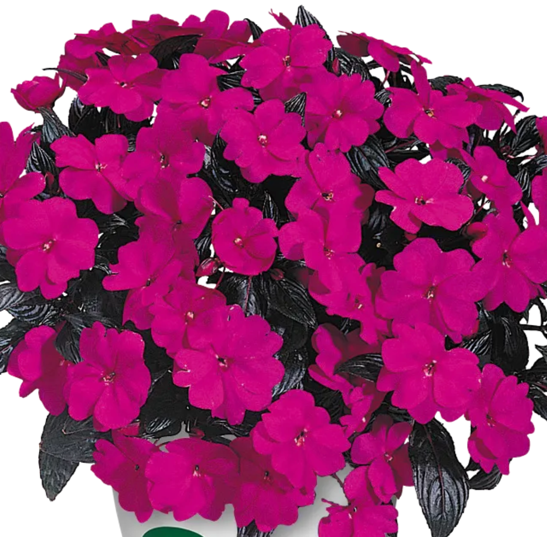 Impatiens hawkeri 'Harmony® Violet'