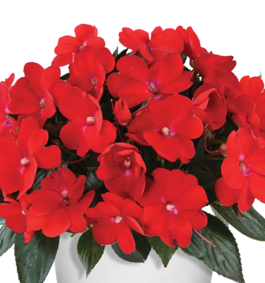 Impatiens hawkeri 'Sol Luna™ Compact Red'