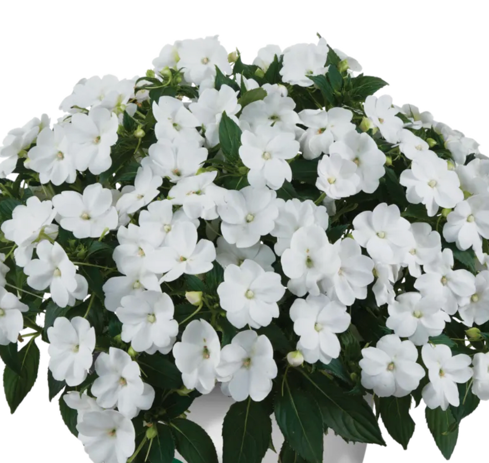 Impatiens hawkeri 'Sol Luna™ Compact White'