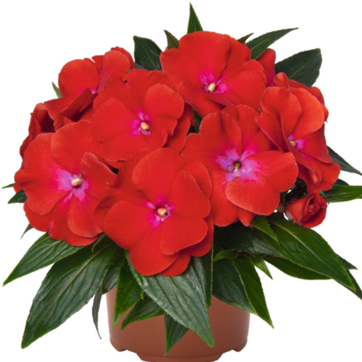 Impatiens hawkeri 'Magnum Red Flame'