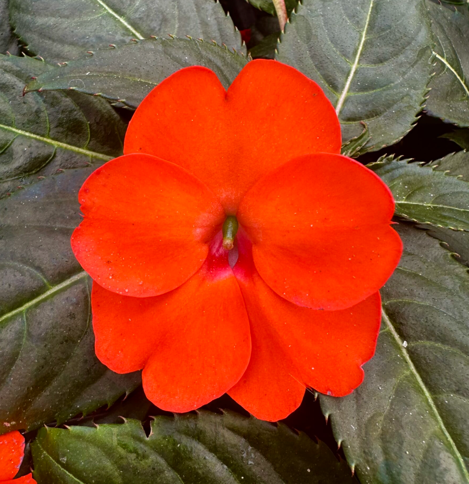 Impatiens hawkeri Sunpatiens 'Compact Electric Orange'