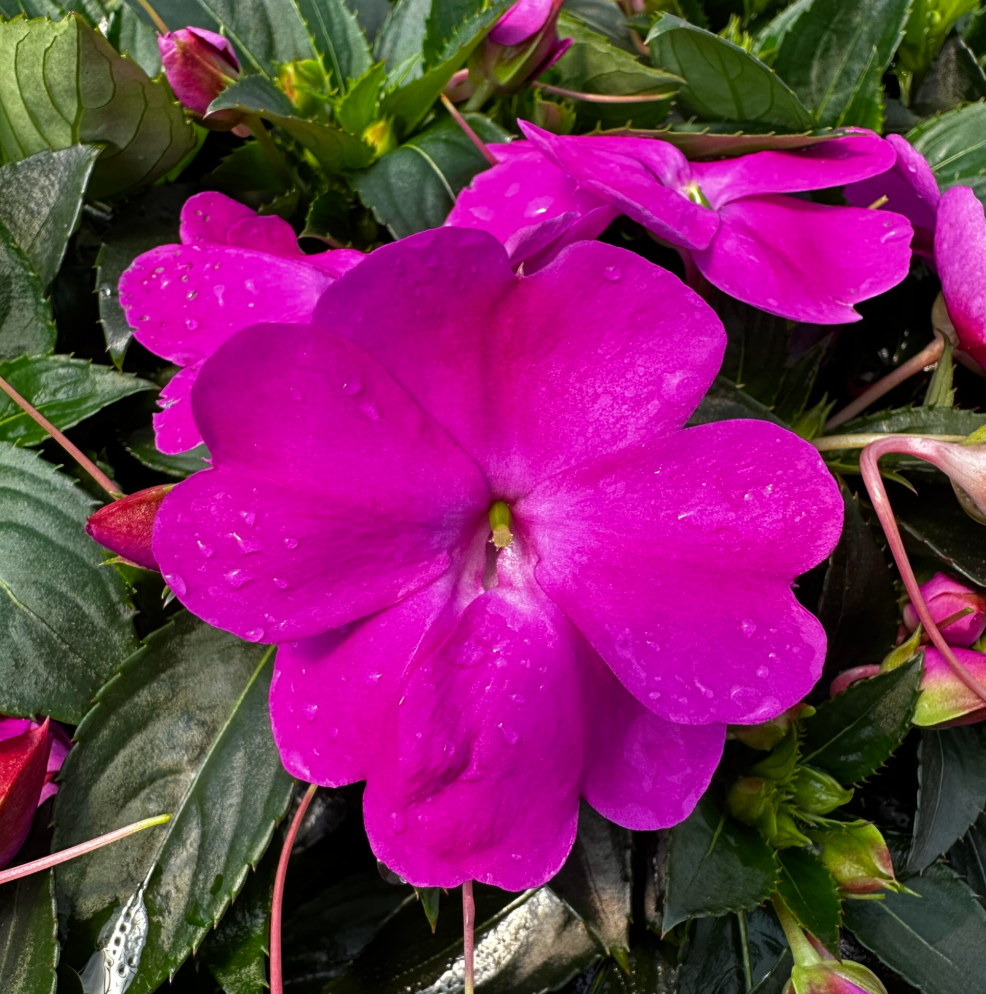 Impatiens hawkeri Sunpatiens 'Compact Lilac'