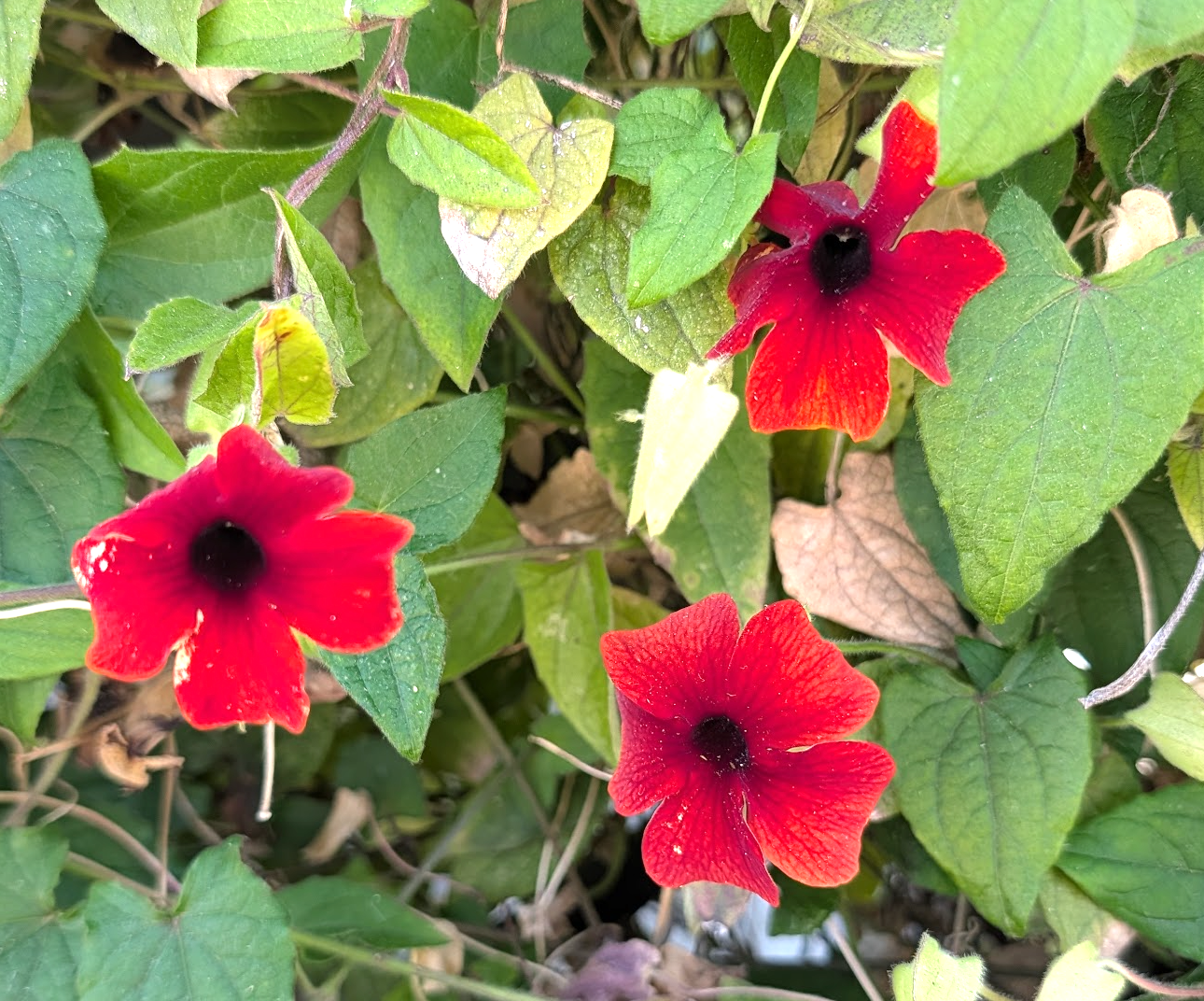 Thunbergia alata 'Sunny Susy Brownie'