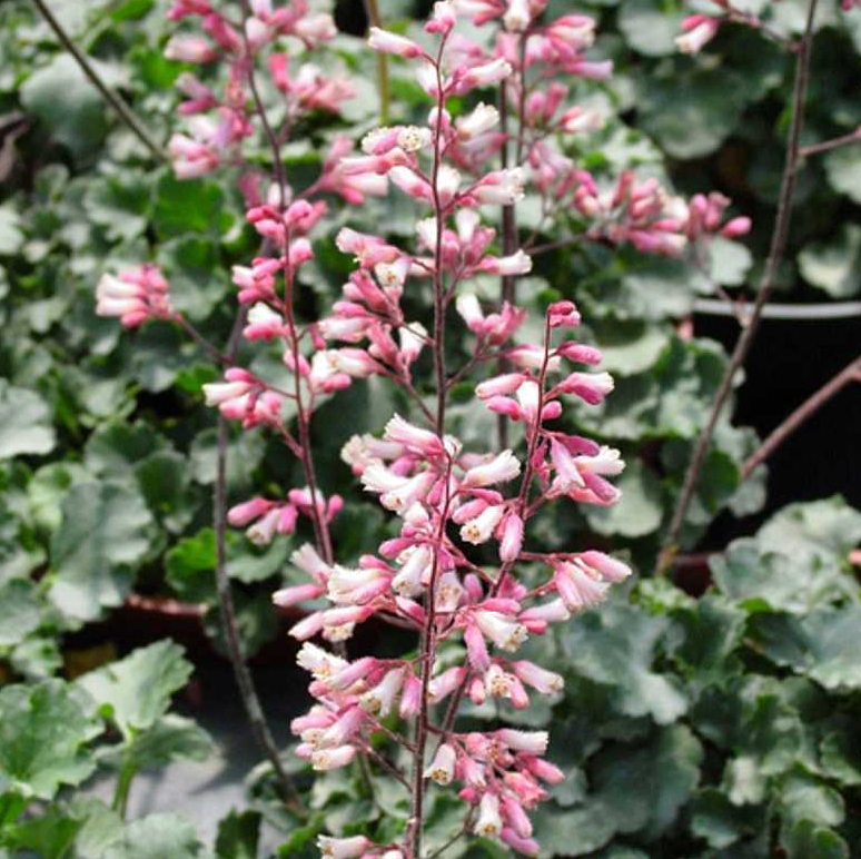 Heuchera 'Canyon Duet'