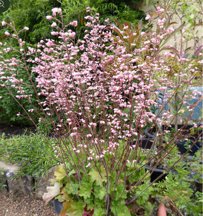 Heuchera 'Rosada'