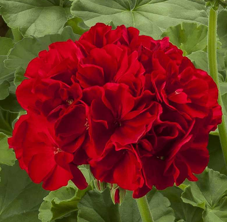 Pelargonium interspecific 'Calliope Large Dark Red'