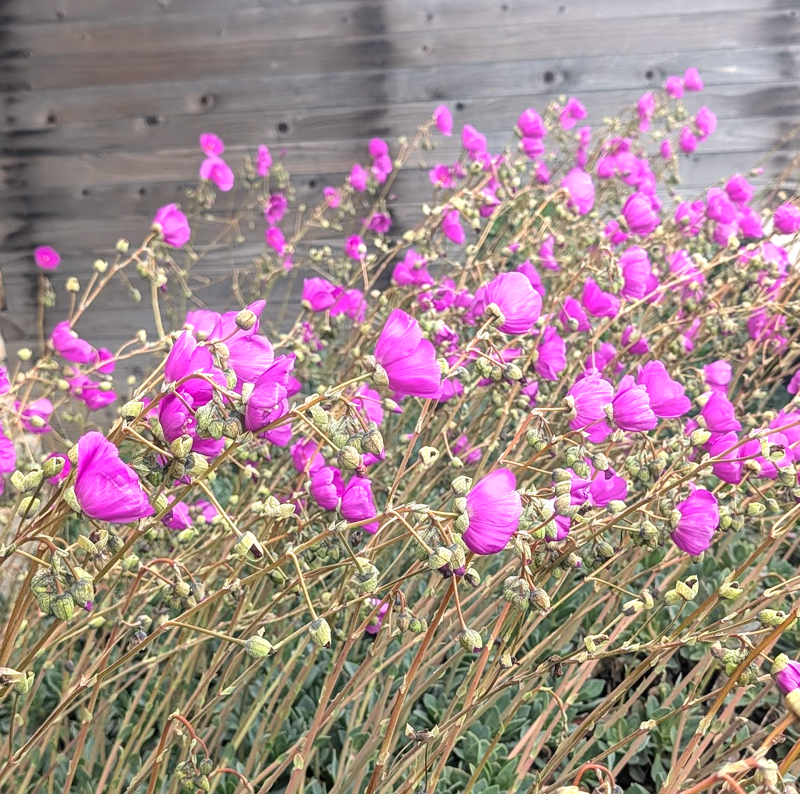 Cistanthe grandiflora (Calandrinia spectabilis)