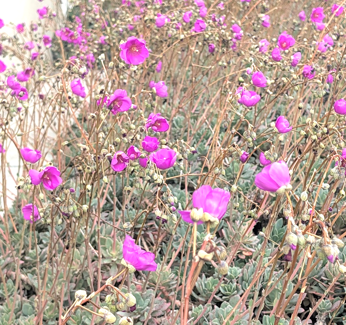 Cistanthe grandiflora (Calandrinia spectabilis)