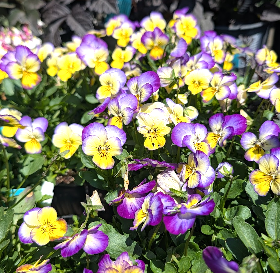 Viola cornuta 'Penny Primrose Picotee'