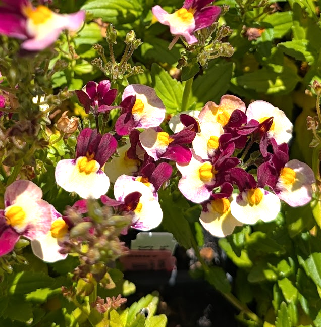 Nemesia Escential 'Raspberry Lemonade'