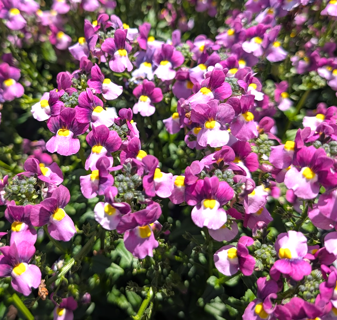 Nemesia fruticans 'Karoo Violet Ice'