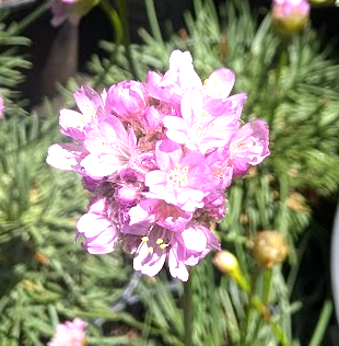 Armeria maritima (native form)