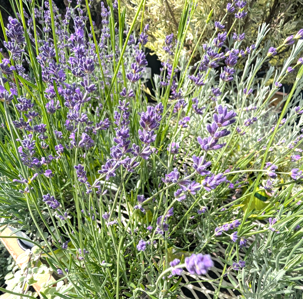 Lavandula angustifolia 'Hidcote' (English Lavender)