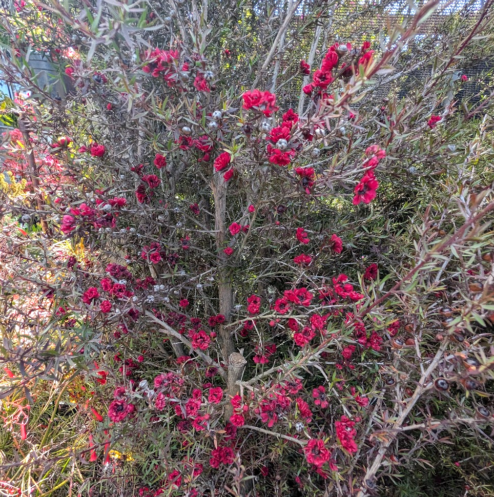 Leptospermum scoparium 'Ruby Glow'