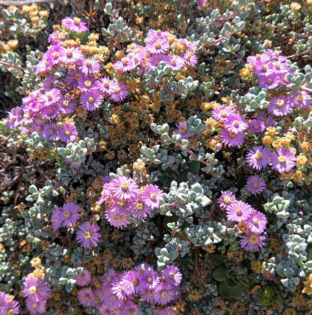 Oscularia (Lampranthus) deltoides