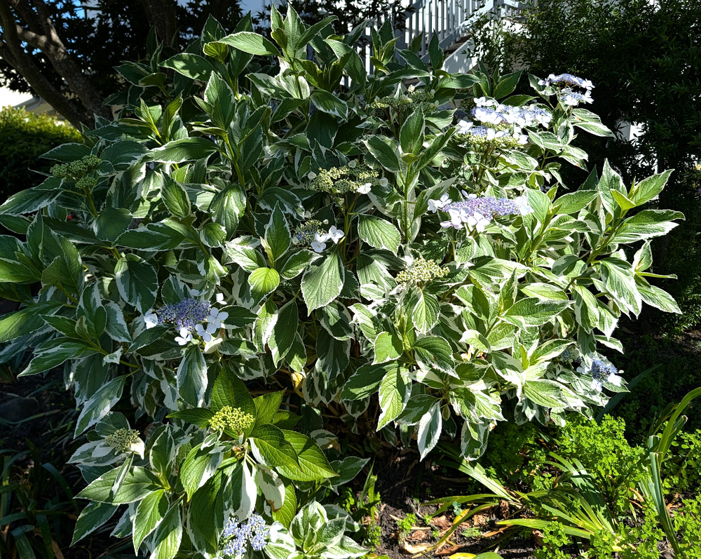 Hydrangea macrophylla 'Variegata'