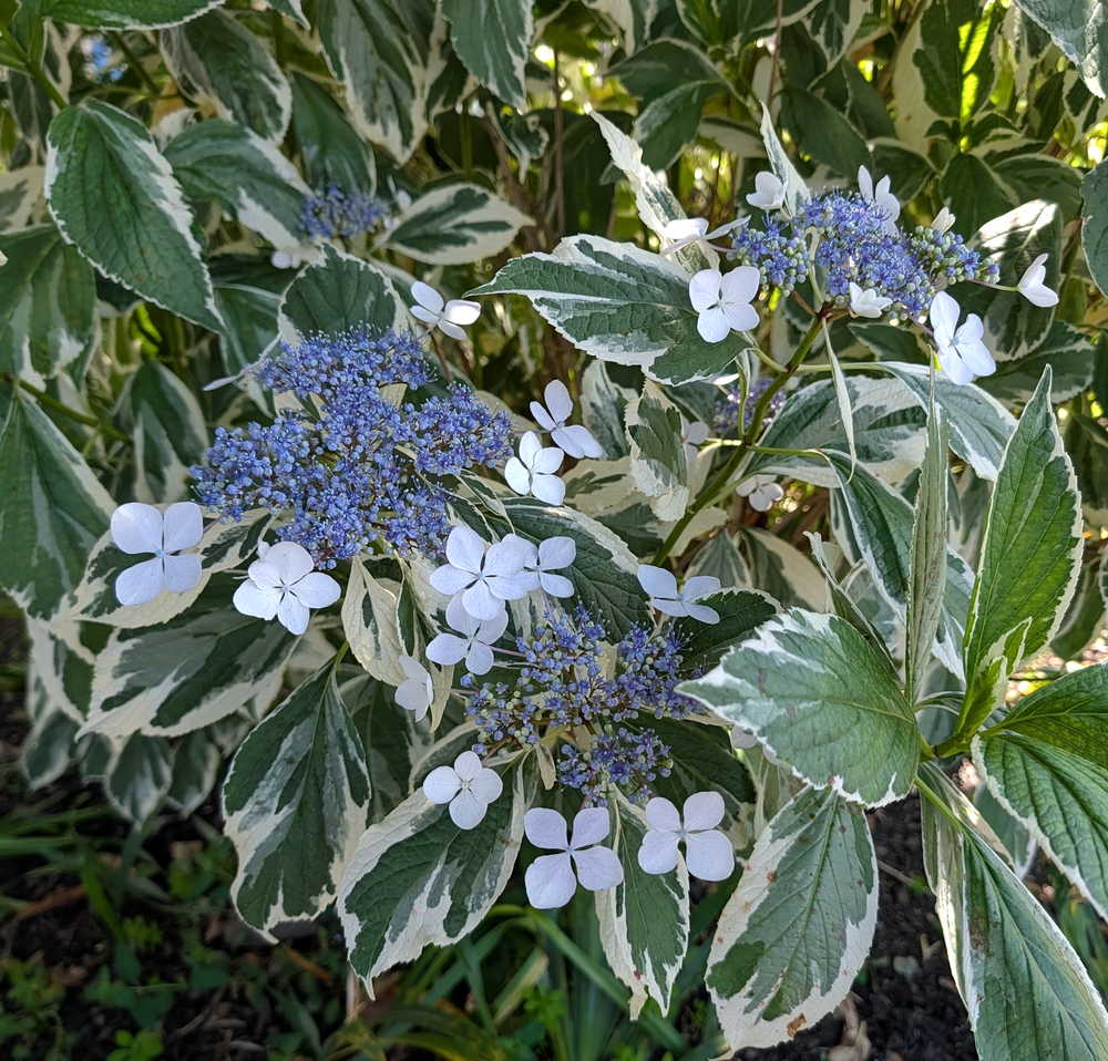 Hydrangea macrophylla 'Variegata'