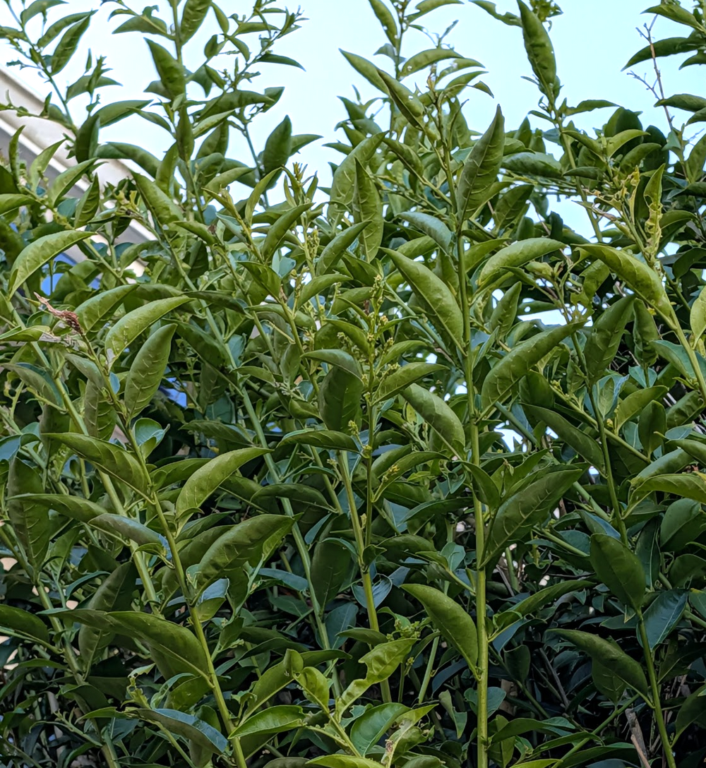 Cestrum nocturnum