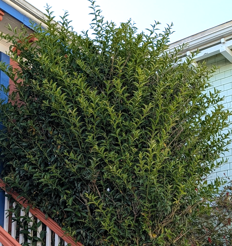 Cestrum nocturnum