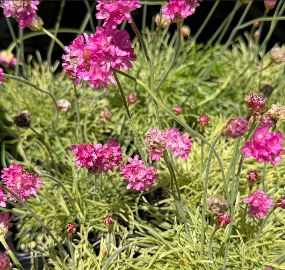 Armeria maritima 'Nifty Thrifty'