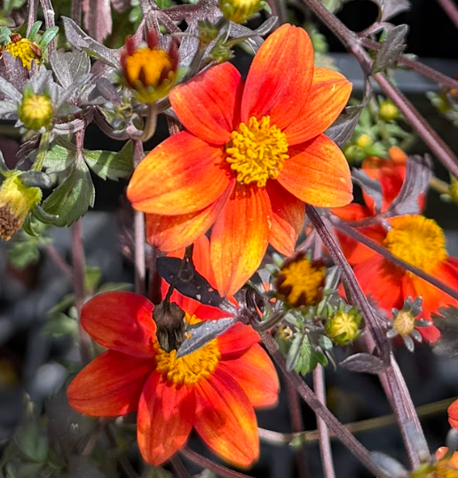 Bidens Beedance® 'Painted Red'