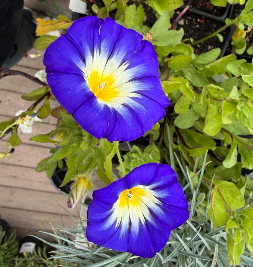 Convolvulus tricolor 'Blue Ensign'