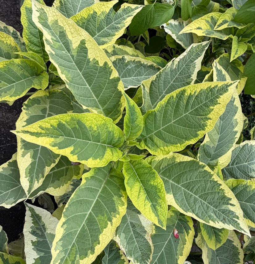 Brugmansia (Datura) 'Miner's Claim'