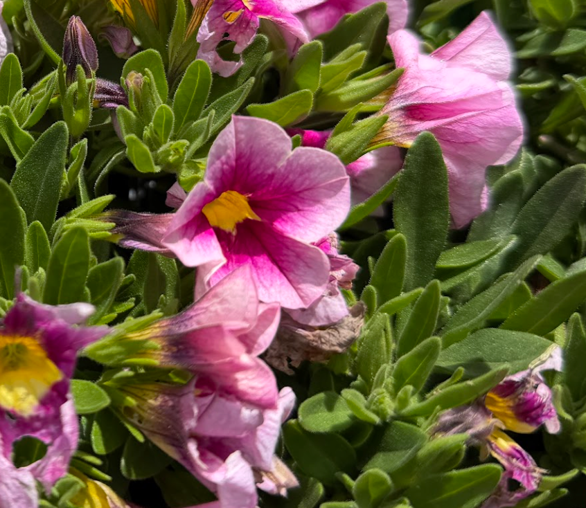 Calibrachoa Pocket 'Orchid'