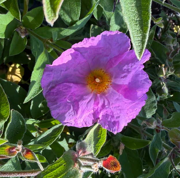 Cistus creticus