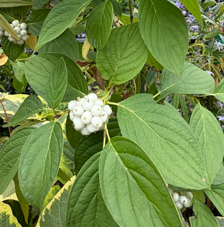 Cornus sericea 'Arctic Fire'