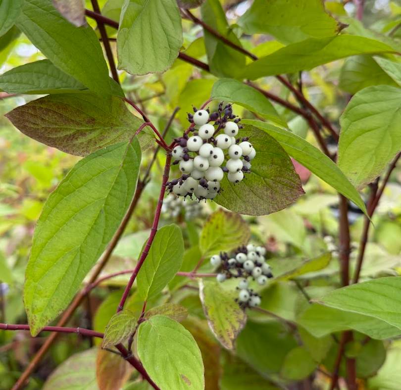 Cornus sericea 'Arctic Fire'