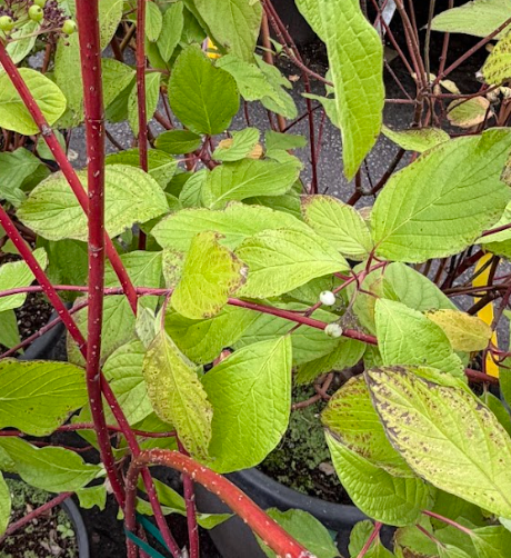 Cornus sericea 'Arctic Fire'