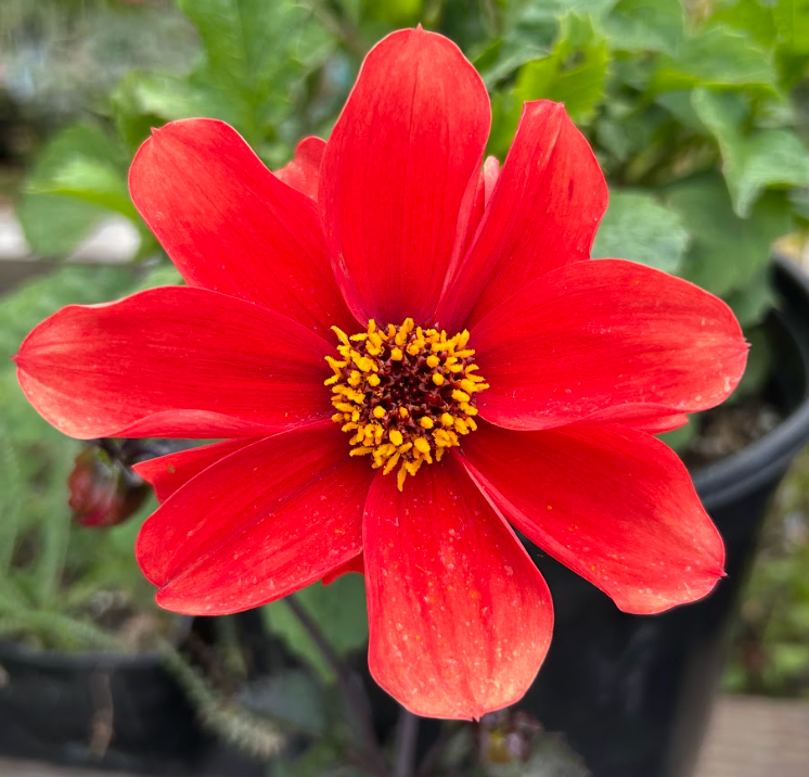 Dahlia hybrid 'Mystic Enchantment'