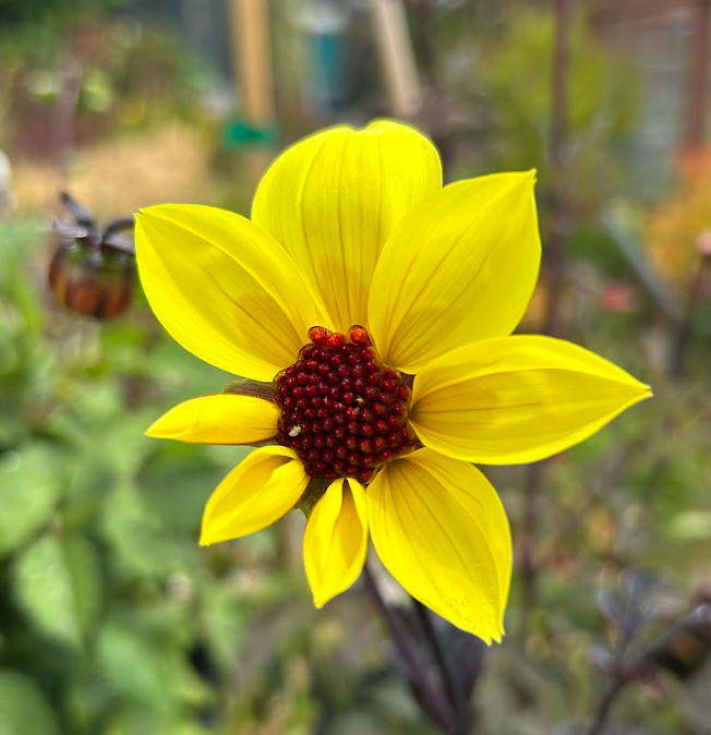 Dahlia Hybrid 'Mystic Illusion'