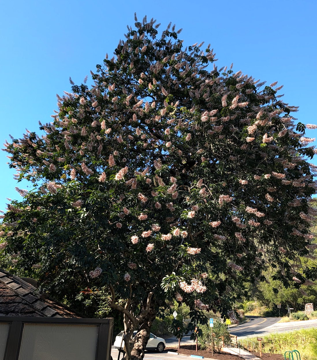 Aesculus californica