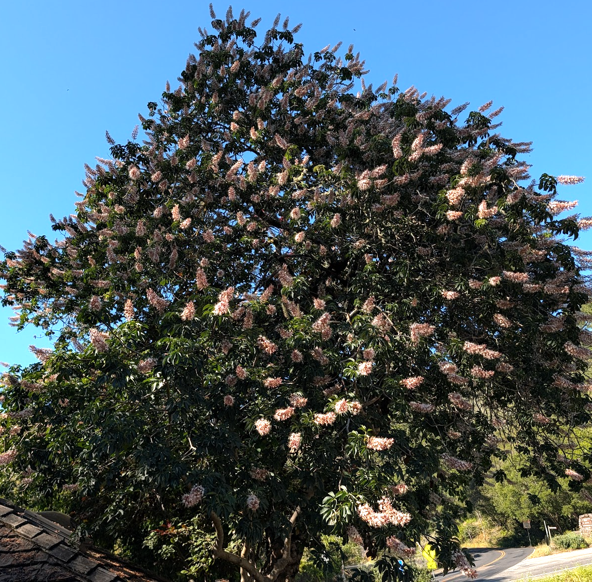 Aesculus californica