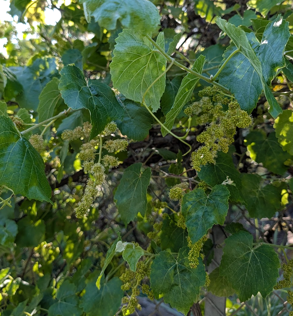 Vitis californica