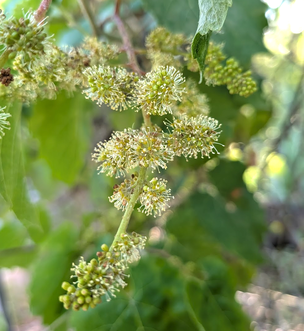 Vitis californica