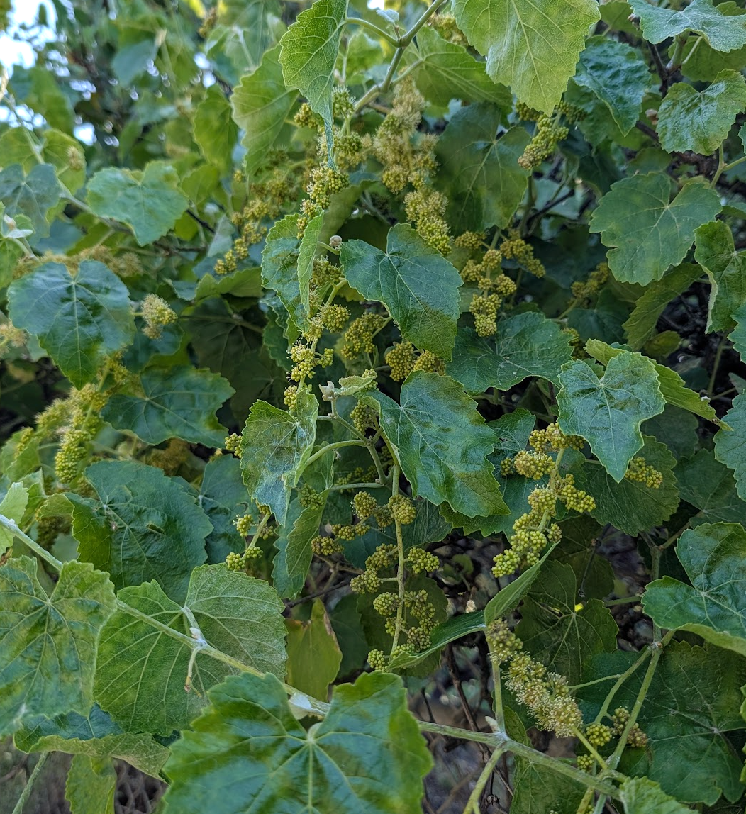 Vitis californica