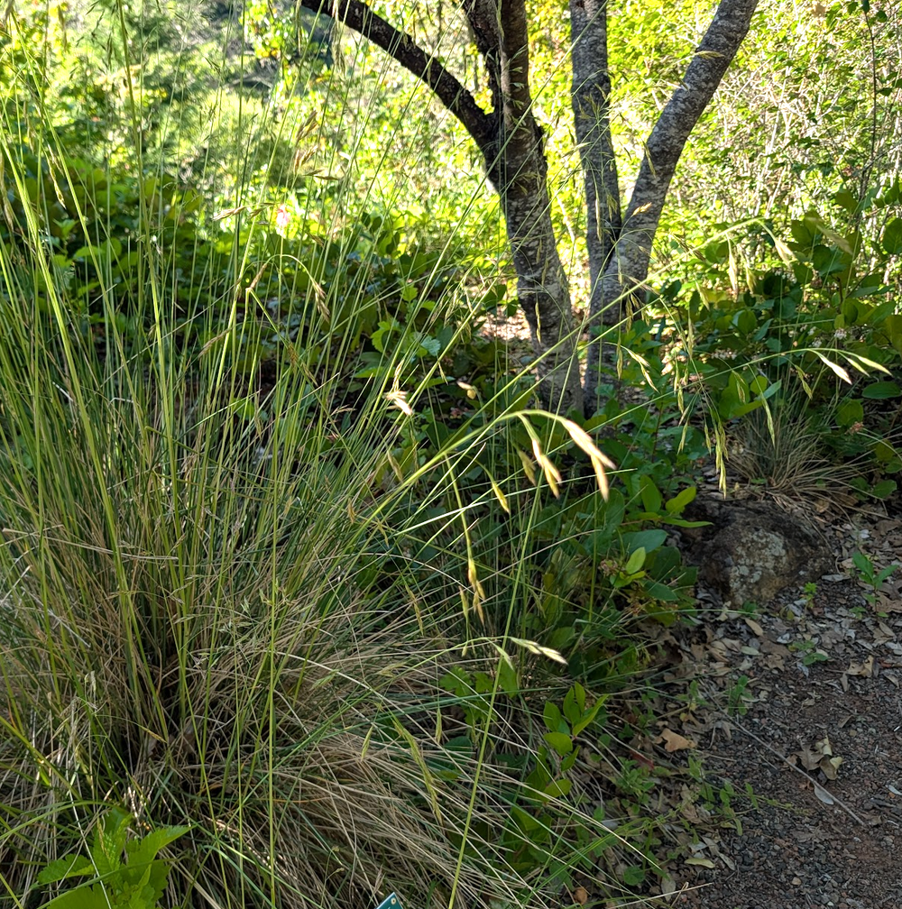 Festuca californica