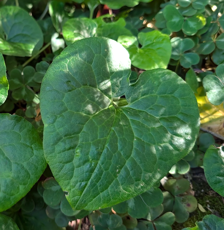 Asarum caudatum